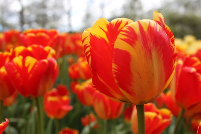 Close-up of red tulips