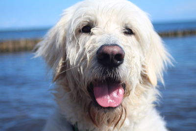 Close-up portrait of dog