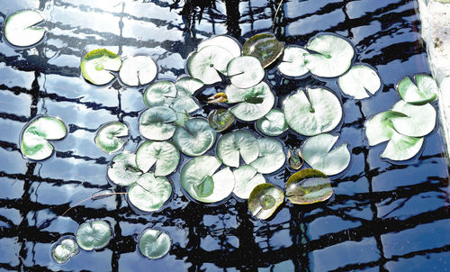 Low angle view of leaf hanging over water