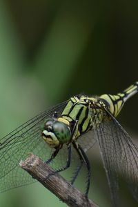 Close-up of damselfly on leaf