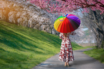 Rear view of woman with multi colored umbrella walking by cherry blossom tree