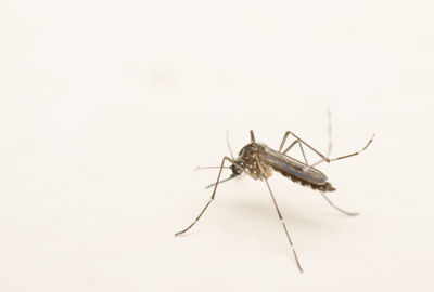 Close-up of insect over white background