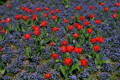 Orange flowering plants on field