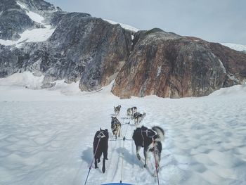 Dogs on snow covered field against sky