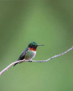 Close-up of bird perching on twig