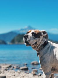 Close-up of dog against sea