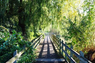 Narrow walkway in park