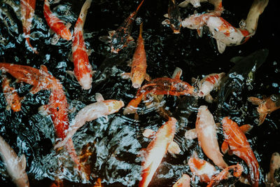 View of koi carps swimming in pond