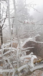 Close-up of frozen tree during winter