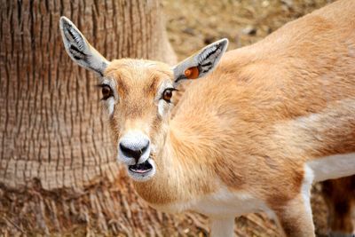 Portrait of fawn, a small deer