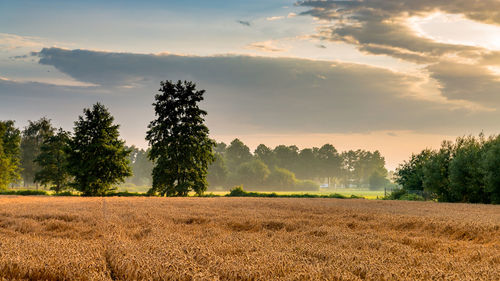 Scenic view of field against sky during sunset