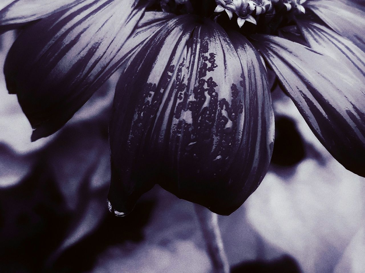 flower, growth, close-up, no people, nature, freshness, beauty in nature, plant, day, fragility, flower head, outdoors