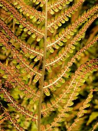 Close-up of lichen growing on tree