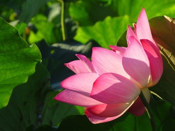 Close-up of pink lotus 