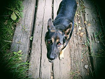 Close-up portrait of a dog on tree trunk