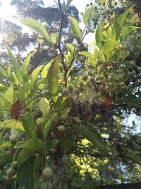 Low angle view of leaves on tree