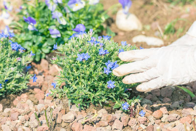 Cropped image of hand gardening at back yard