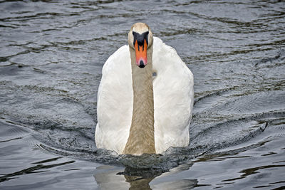 View of swan swimming in lake