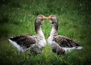 Ducks on grass