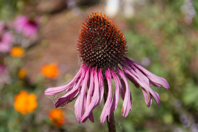 Close-up of pink flower