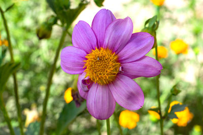 Close-up of pink flower
