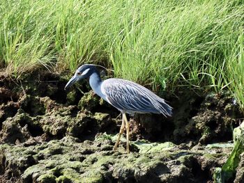 Bird perching on rock