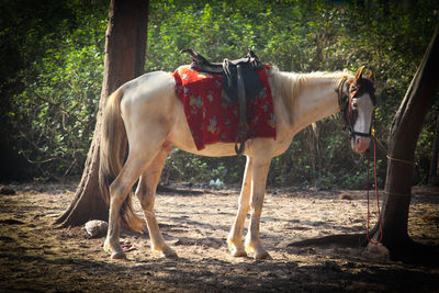 Horse in the field