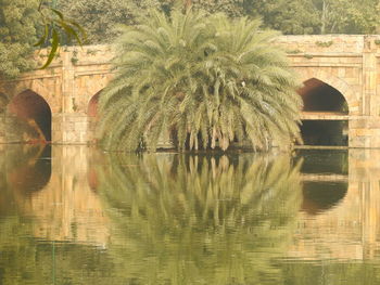 Reflection of trees in water