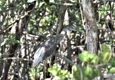 Gray heron perching on a tree