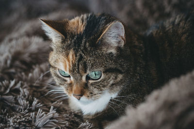 High angle close-up of tabby on fake fur