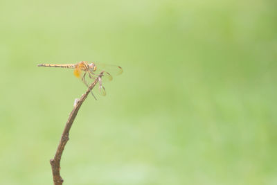 Close-up of dragonfly on plant