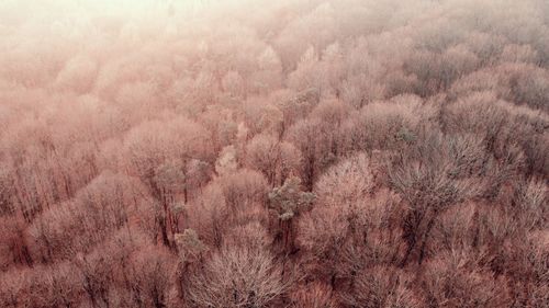 Full frame shot of field