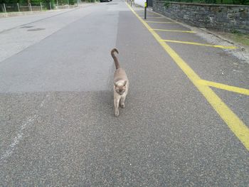 View of a dog on road