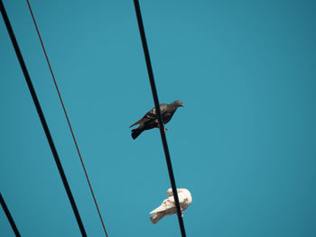 Low angle view of bird perching on cable against clear blue sky