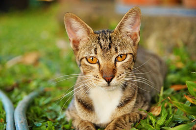 Close-up portrait of a cat