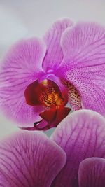 Close-up of pink flower