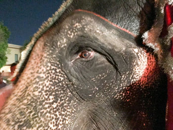 Close-up portrait of elephant