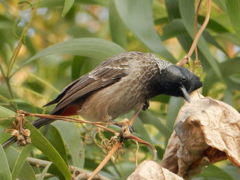 Close-up of bird perching on wall
