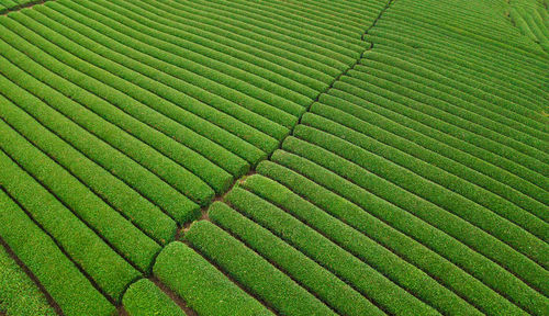 Full frame shot of rice paddy