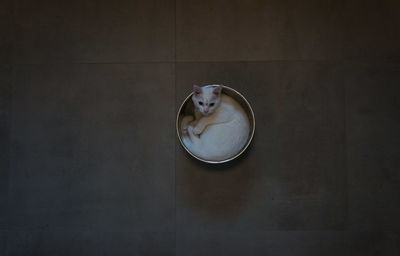 High angle view of ring on table