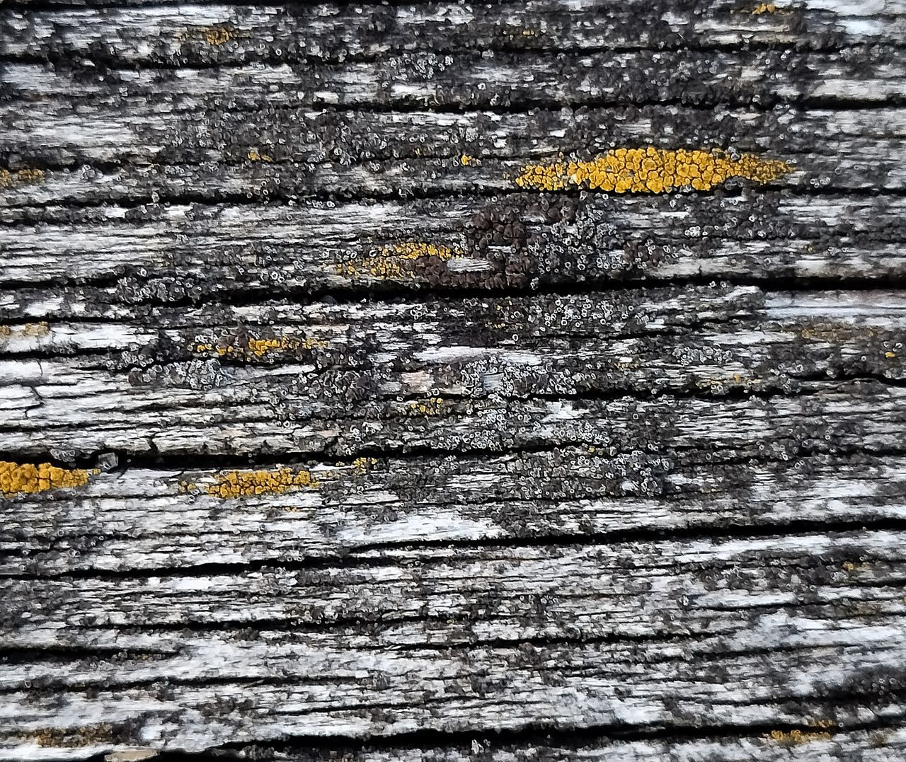 full frame, backgrounds, textured, no people, pattern, wood, day, rough, close-up, weathered, asphalt, outdoors, wall, nature, tree, old, damaged, trunk, high angle view, plank, soil, rock