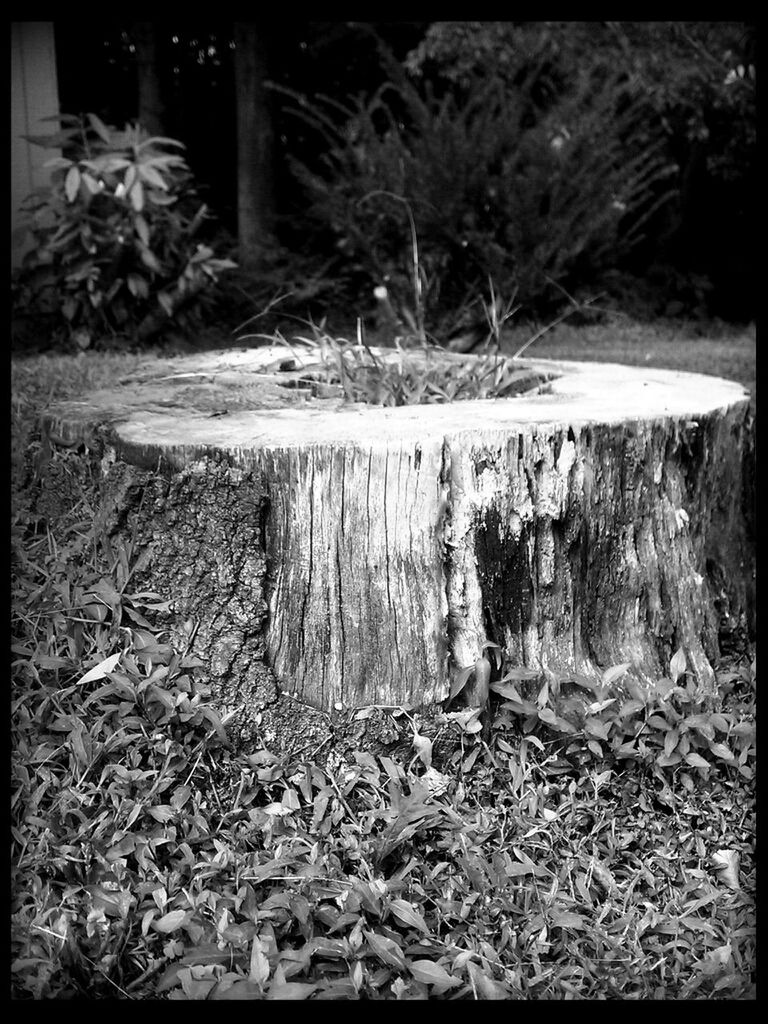 transfer print, auto post production filter, tranquility, growth, nature, tree, plant, tranquil scene, beauty in nature, forest, grass, field, wood - material, leaf, day, outdoors, tree trunk, no people, sunlight, scenics