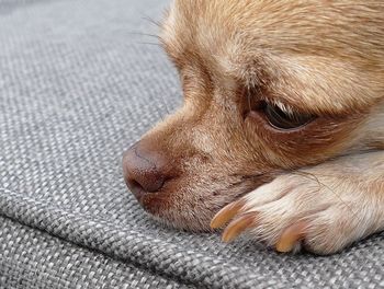 Close-up of a dog resting