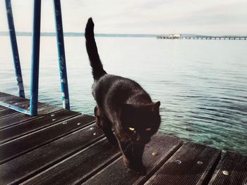 Dog sitting by sea against sky