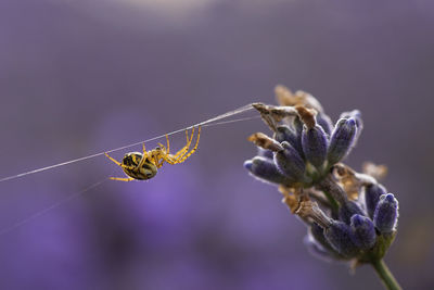 Close-up of spider on web