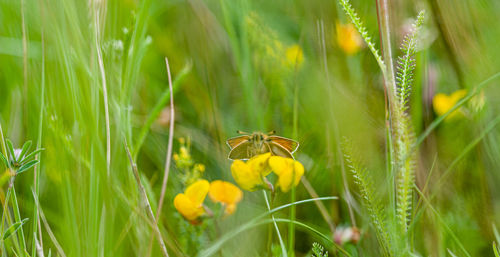 Close-up of insect on flower