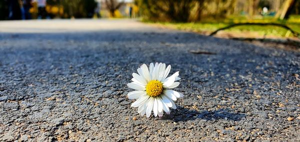 Close-up of white flower on road