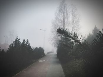 Trees against sky