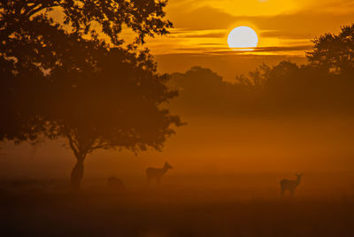 Silhouette of tree on field against orange sky