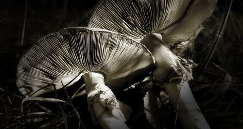 Close-up of a mushroom